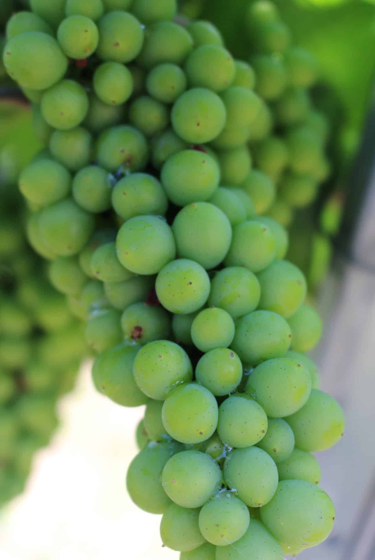 Zielone winogrona na krzewie